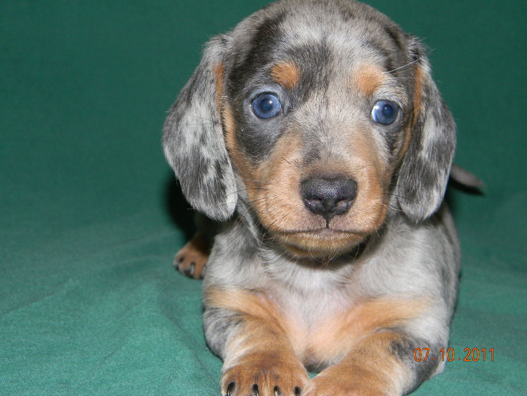 Dachshund Puppies for Sale in Connecticut - CT Breeder